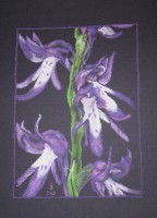 /album/megveheto-rajzok/neottianthe-cucullata-jpg1/